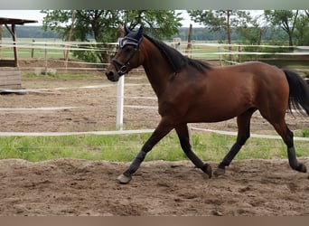 Deutsches Reitpony, Wallach, 12 Jahre, 148 cm, Brauner