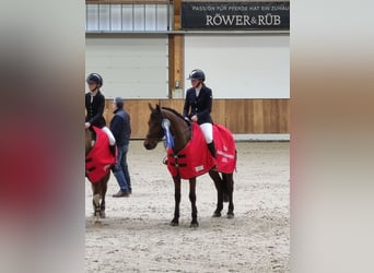 Deutsches Reitpony, Wallach, 12 Jahre, 148 cm, Brauner