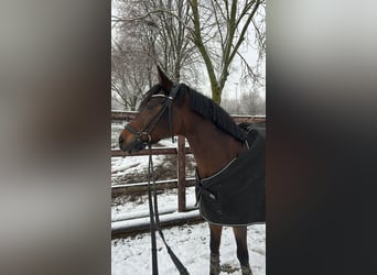 Deutsches Reitpony, Wallach, 12 Jahre, 148 cm, Dunkelbrauner