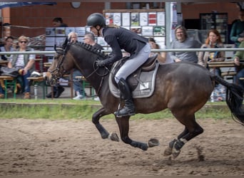 Deutsches Reitpony, Wallach, 12 Jahre, 148 cm, Dunkelbrauner