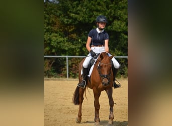 Deutsches Reitpony, Wallach, 12 Jahre, 148 cm, Dunkelfuchs