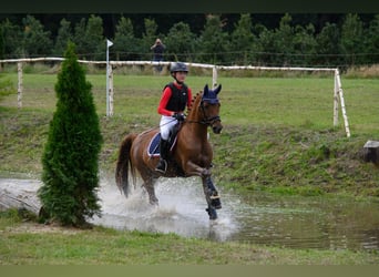 Deutsches Reitpony, Wallach, 12 Jahre, 148 cm, Dunkelfuchs