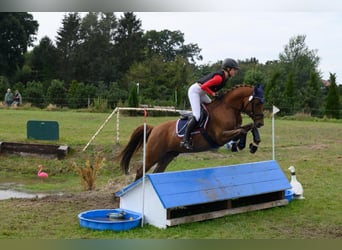 Deutsches Reitpony, Wallach, 12 Jahre, 148 cm, Dunkelfuchs