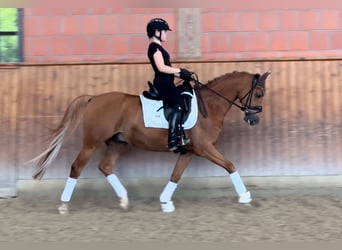 Deutsches Reitpony, Wallach, 12 Jahre, 148 cm, Fuchs