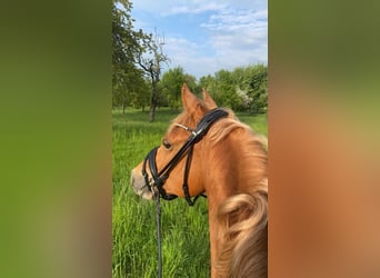 Deutsches Reitpony, Wallach, 12 Jahre, 148 cm, Fuchs