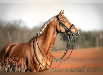 Deutsches Reitpony, Wallach, 12 Jahre, 148 cm, Fuchs