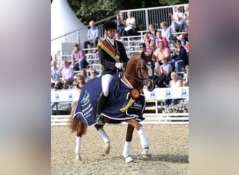 Deutsches Reitpony, Wallach, 12 Jahre, 148 cm, Fuchs