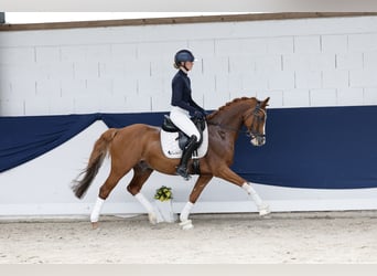 Deutsches Reitpony, Wallach, 12 Jahre, 148 cm, Fuchs