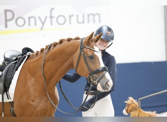 Deutsches Reitpony, Wallach, 12 Jahre, 148 cm, Fuchs