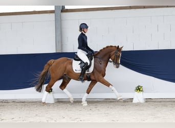 Deutsches Reitpony, Wallach, 12 Jahre, 148 cm, Fuchs