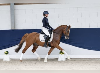 Deutsches Reitpony, Wallach, 12 Jahre, 148 cm, Fuchs