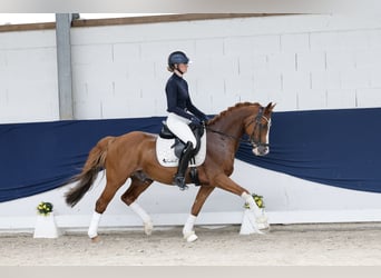 Deutsches Reitpony, Wallach, 12 Jahre, 148 cm, Fuchs