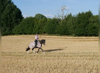 Deutsches Reitpony, Wallach, 12 Jahre, 149 cm