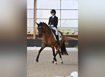 Deutsches Reitpony, Wallach, 12 Jahre, 149 cm, Falbe