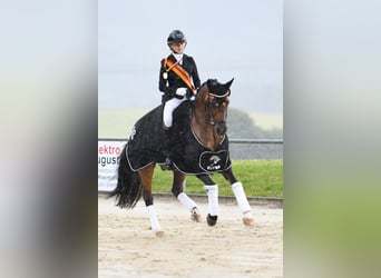 Deutsches Reitpony, Wallach, 12 Jahre, 149 cm, Falbe
