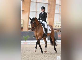 Deutsches Reitpony, Wallach, 12 Jahre, 149 cm, Falbe