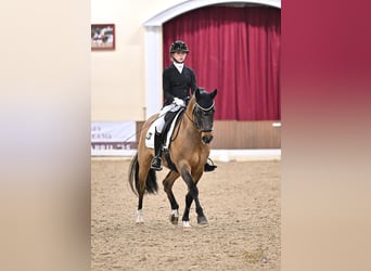 Deutsches Reitpony, Wallach, 12 Jahre, 149 cm, Falbe