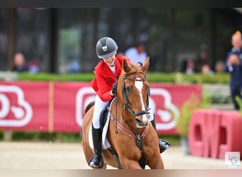 Deutsches Reitpony, Wallach, 12 Jahre, 149 cm, Fuchs