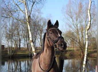 Deutsches Reitpony, Wallach, 12 Jahre, 149 cm, Rappe