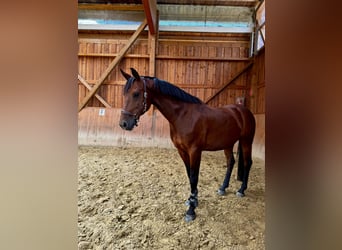 Deutsches Reitpony, Wallach, 12 Jahre, 150 cm, Brauner
