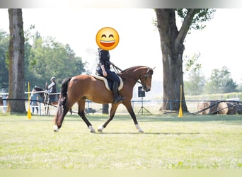 Deutsches Reitpony, Wallach, 12 Jahre, 150 cm