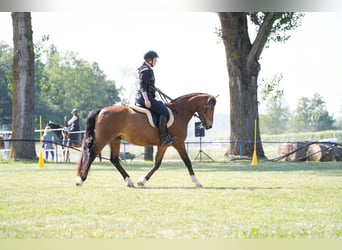 Deutsches Reitpony, Wallach, 12 Jahre, 150 cm