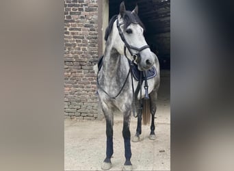 Deutsches Reitpony, Wallach, 12 Jahre, 151 cm, Apfelschimmel