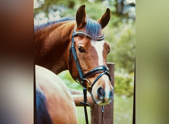 Deutsches Reitpony, Wallach, 12 Jahre, 151 cm, Brauner