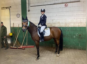 Deutsches Reitpony, Wallach, 12 Jahre, 152 cm, Brauner