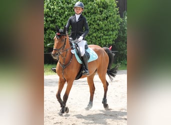 Deutsches Reitpony, Wallach, 12 Jahre, 152 cm, Brauner