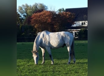 Deutsches Reitpony, Wallach, 12 Jahre, 152 cm, Fliegenschimmel