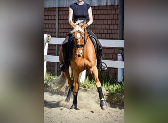 Deutsches Reitpony, Wallach, 12 Jahre, 152 cm, Fuchs