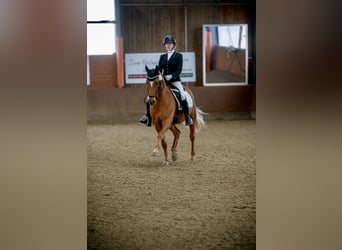 Deutsches Reitpony, Wallach, 12 Jahre, 152 cm, Fuchs