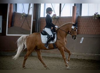 Deutsches Reitpony, Wallach, 12 Jahre, 152 cm, Fuchs
