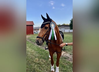Deutsches Reitpony, Wallach, 12 Jahre, 152 cm, Fuchs