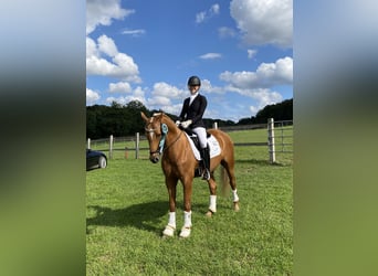 Deutsches Reitpony, Wallach, 12 Jahre, 152 cm, Fuchs