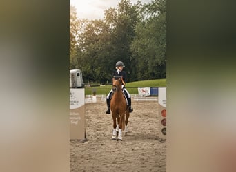 Deutsches Reitpony, Wallach, 12 Jahre, 152 cm, Fuchs