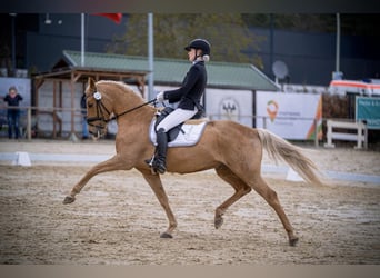 Deutsches Reitpony, Wallach, 12 Jahre, 152 cm, Fuchs