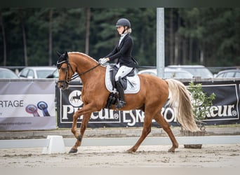 Deutsches Reitpony, Wallach, 12 Jahre, 152 cm, Fuchs