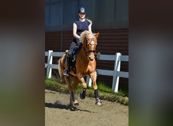 Deutsches Reitpony, Wallach, 12 Jahre, 152 cm, Fuchs