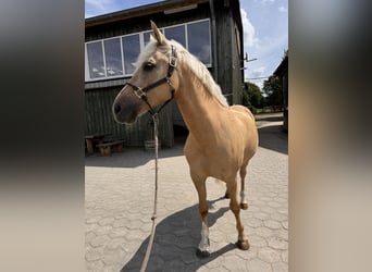 Deutsches Reitpony, Wallach, 12 Jahre, 152 cm, Palomino