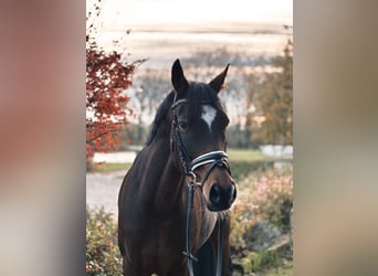 Deutsches Reitpony, Wallach, 12 Jahre, 154 cm