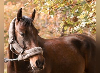 Deutsches Reitpony, Wallach, 12 Jahre, 155 cm, Brauner