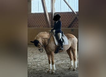 Deutsches Reitpony, Wallach, 12 Jahre, 156 cm, Palomino