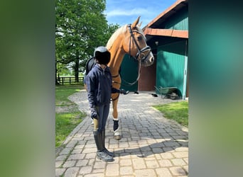 Deutsches Reitpony, Wallach, 12 Jahre, 156 cm, Palomino