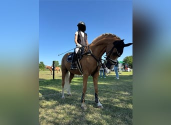 Deutsches Reitpony, Wallach, 12 Jahre, 156 cm, Palomino