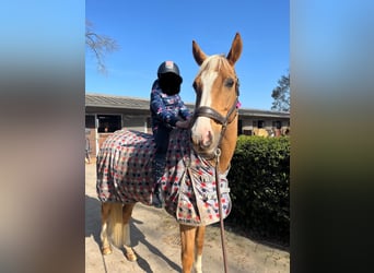 Deutsches Reitpony, Wallach, 12 Jahre, 156 cm, Palomino