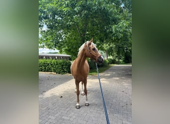 Deutsches Reitpony, Wallach, 12 Jahre, 156 cm, Palomino