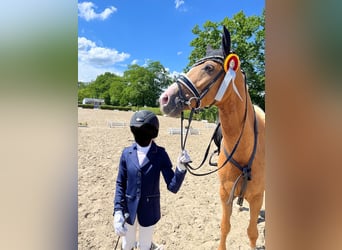 Deutsches Reitpony, Wallach, 12 Jahre, 156 cm, Palomino
