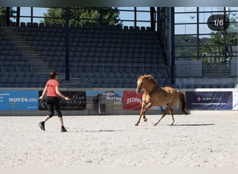 Deutsches Reitpony, Wallach, 12 Jahre, 156 cm, Red Dun